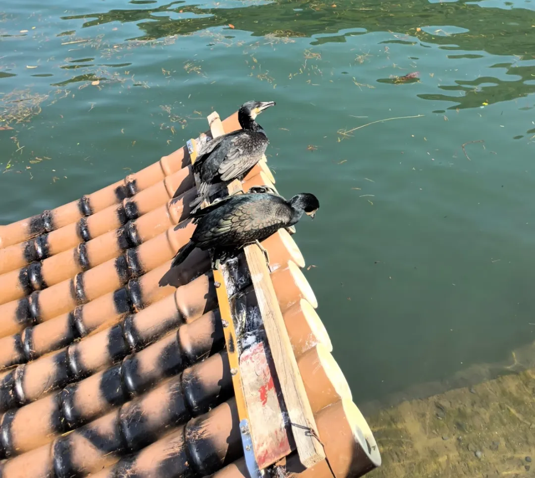 a9694fa654bbcf4aa7f4202113e8962a-sz_1890253