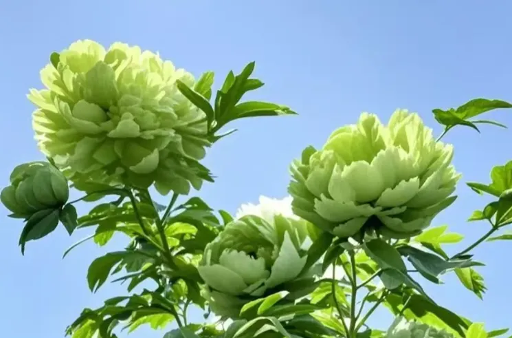 aa4688455e15ab8f2fd1c0345defe9a6-sz_402666 aa4688455e15ab8f2fd1c0345defe9a6-sz_402666