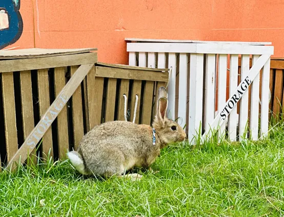 abd063eb74ae5a0e8e9fb126656652e2-sz_688726-1