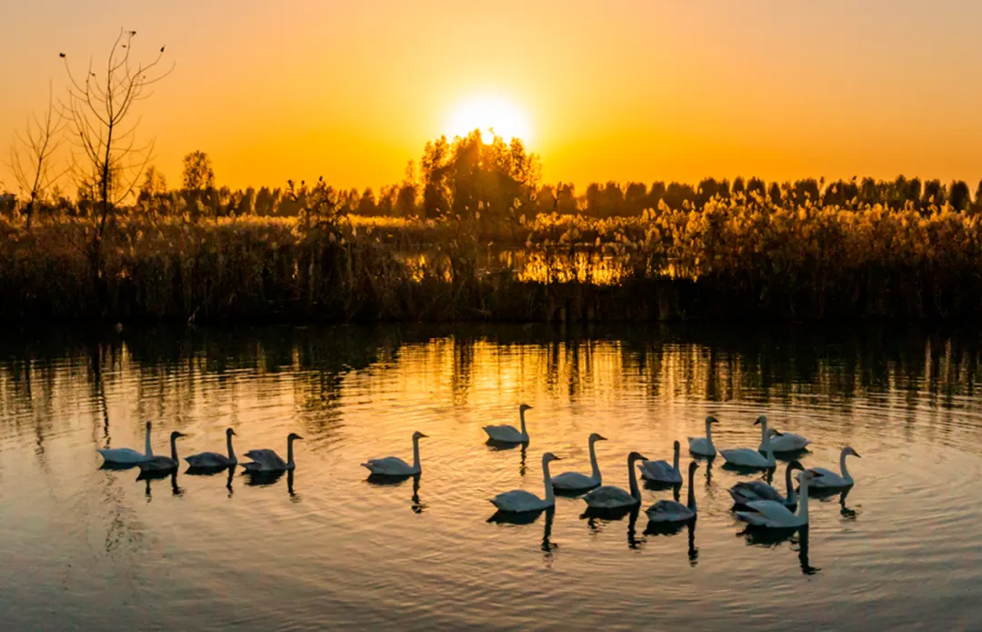 ac77350a137cbeddcc43fed29084619b-sz_992541