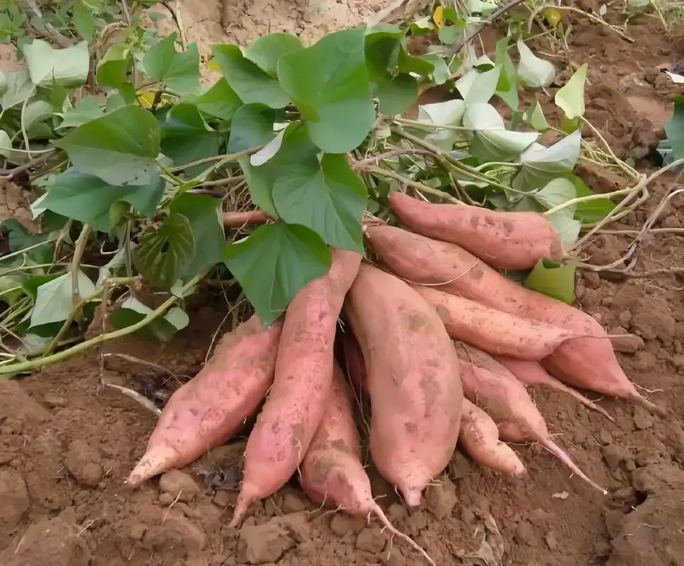 ad314d82573645b1c95320bd311f49a1-sz_1747373 ad314d82573645b1c95320bd311f49a1-sz_1747373