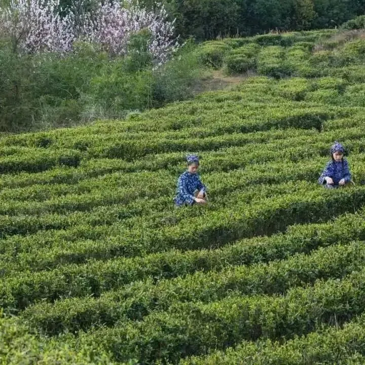 ad68f77d2144dfdc444ef02d88639acb-sz_149055