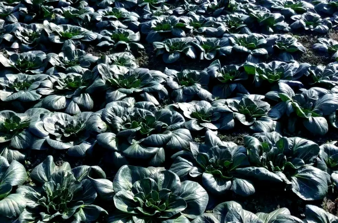 adf7278d01e0acd023213e2973c1a9b9-sz_261982