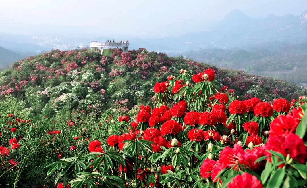 af35863609860b6c45a3eafec2751c00-sz_200777