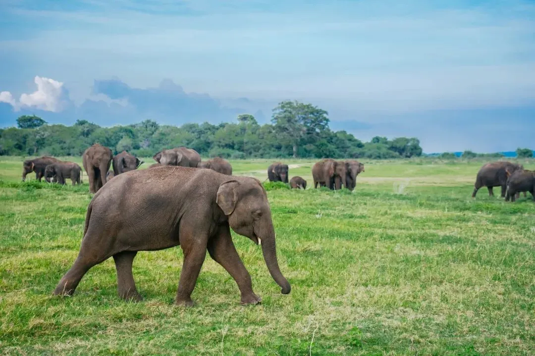 【邂逅斯里兰卡】【全国联运】【海边五钻酒店】7天5晚6880元/人起