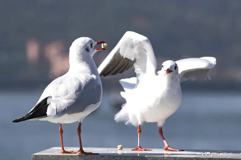 b02bbfda41e963b91c82a493da360459-sz_2772616