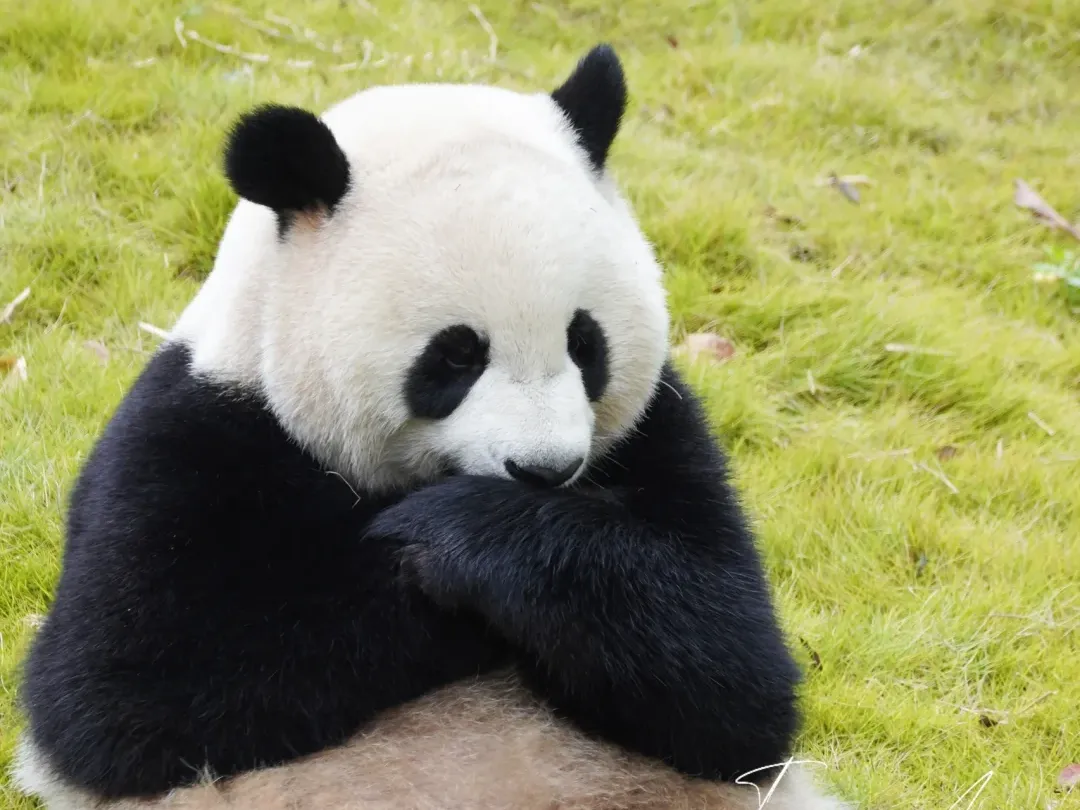 b03b0d2eb669cbe467ffbed08c20920f-sz_3692392