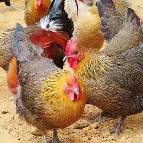 b1fff09c37811a05c053b2aa243c940d-sz_56821-1 b1fff09c37811a05c053b2aa243c940d-sz_56821-1