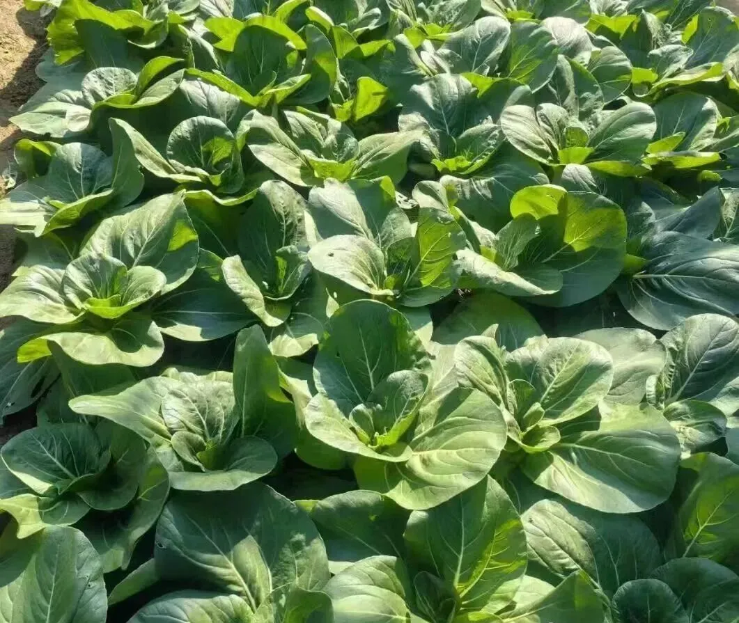 b2428e24a26baa619d08f1adf8c3ae37-sz_204405-1