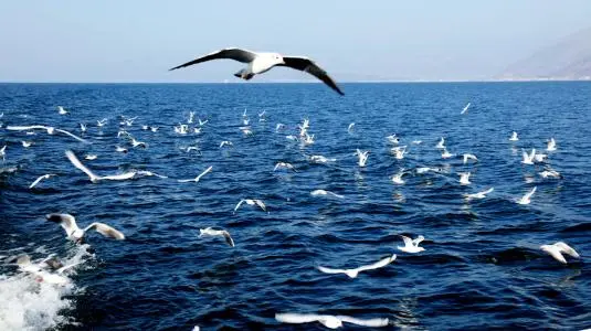 b79fd79816eb8f0a7466fbaf44daf76f-sz_37994