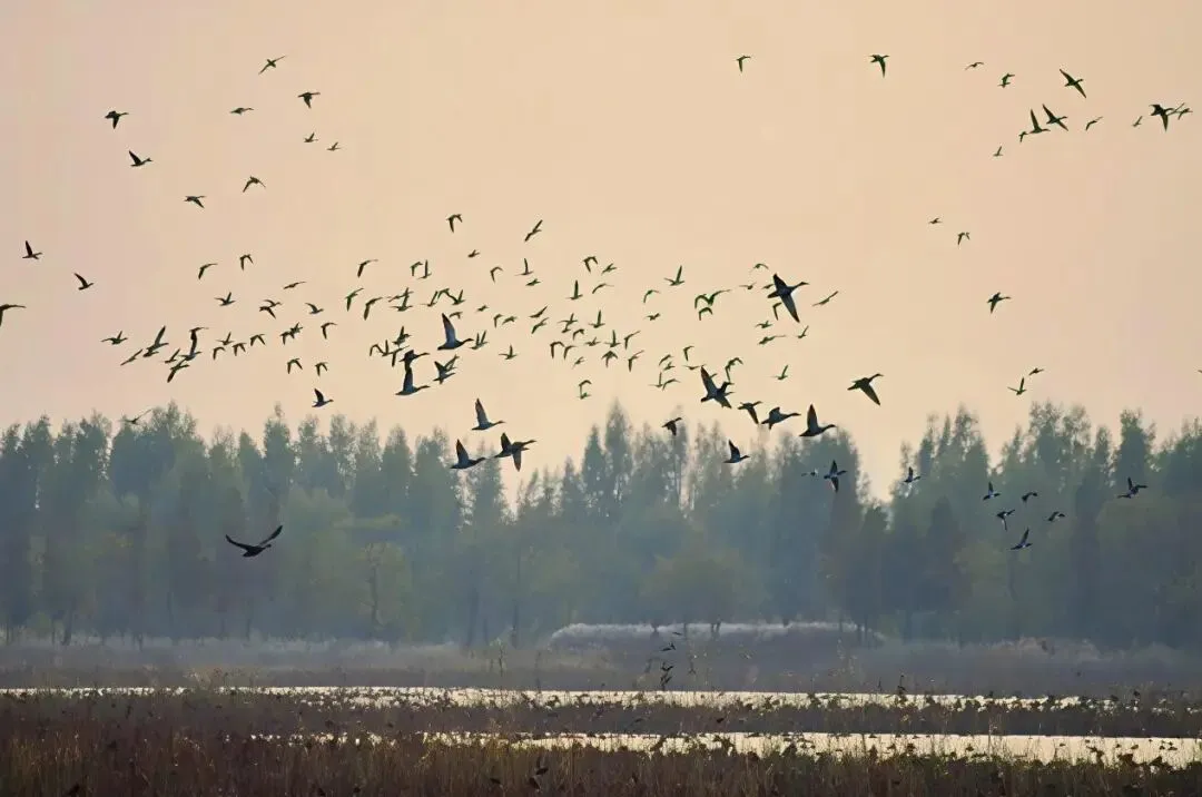 b894dc9ac7ddd59889f4174846b16e96-sz_76087