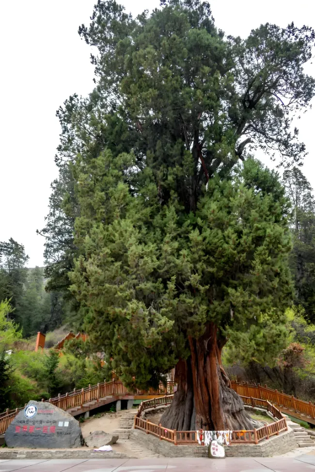 bbe7619120672ecb70161727584b2df5-sz_1204088