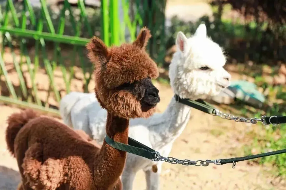 bc2979a6a44441c7aaab7bebb268710b-sz_106668