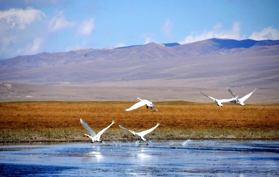 bf31f5c98b517ca19a72e1ba1a1dbac7-sz_82203-2