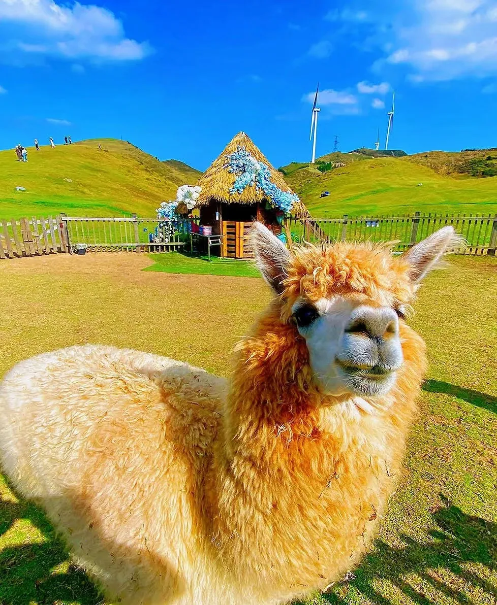 c703e3677078c7c5c95b806406a66c9b-sz_1063896