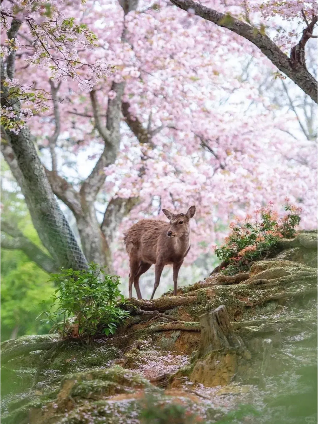 ca1b52a7f2ac50faf8845a5d319e0ab3-sz_434187