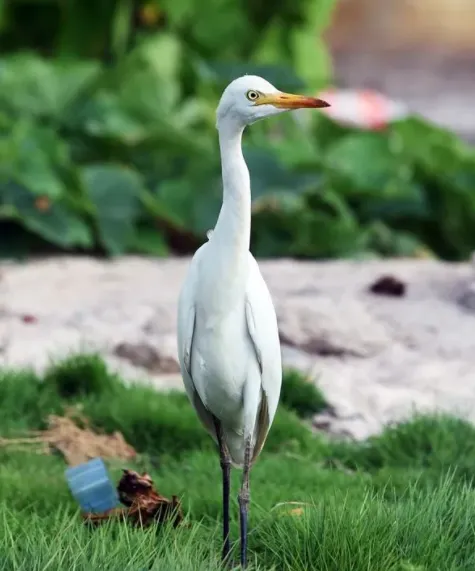 cbca618d053719a1e9a7fb42ed3767fc-sz_383257