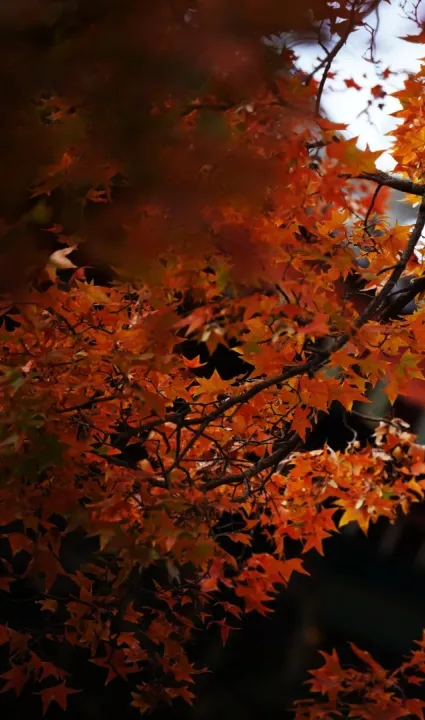 cbdcf2c864c591c5fafc51f4c224e94f-sz_414724 cbdcf2c864c591c5fafc51f4c224e94f-sz_414724