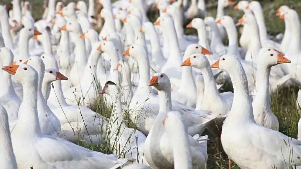 cdc7c13ea7e13c04299dba21a8d55496-sz_1414236