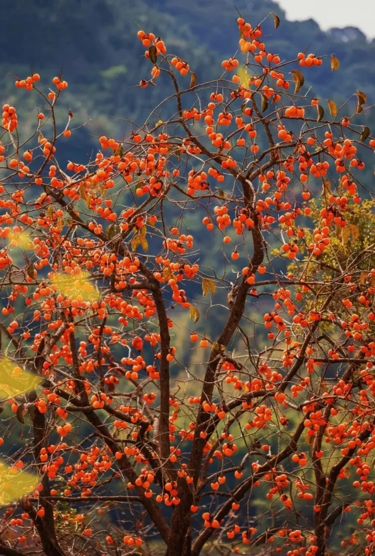 cf12321869a1aff94478ccc21de2f919-sz_2820628 cf12321869a1aff94478ccc21de2f919-sz_2820628