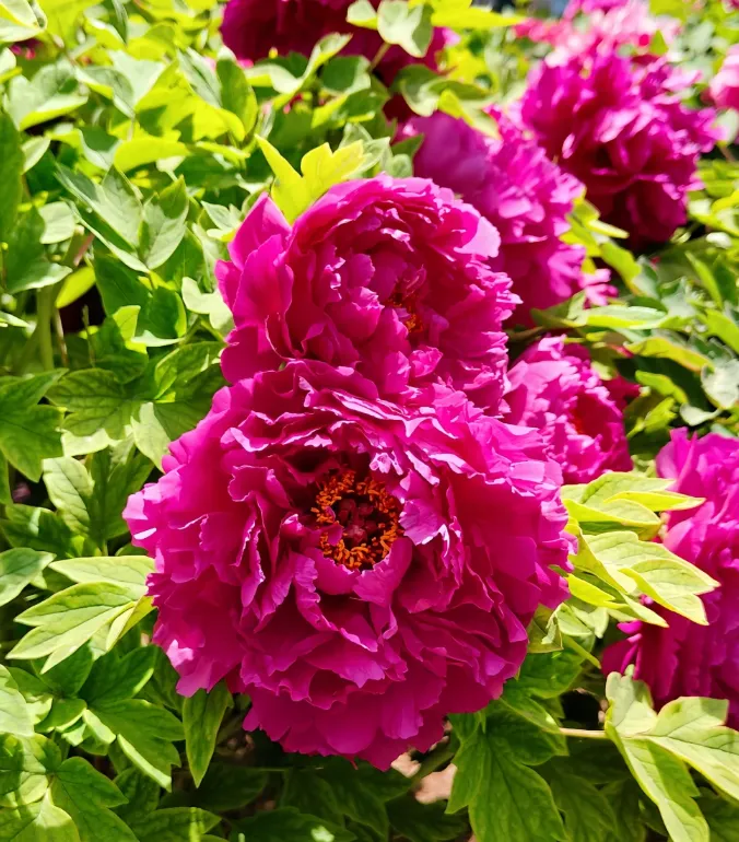 d0a8eb60e8246bbf23b08a7f32437266-sz_874994 d0a8eb60e8246bbf23b08a7f32437266-sz_874994