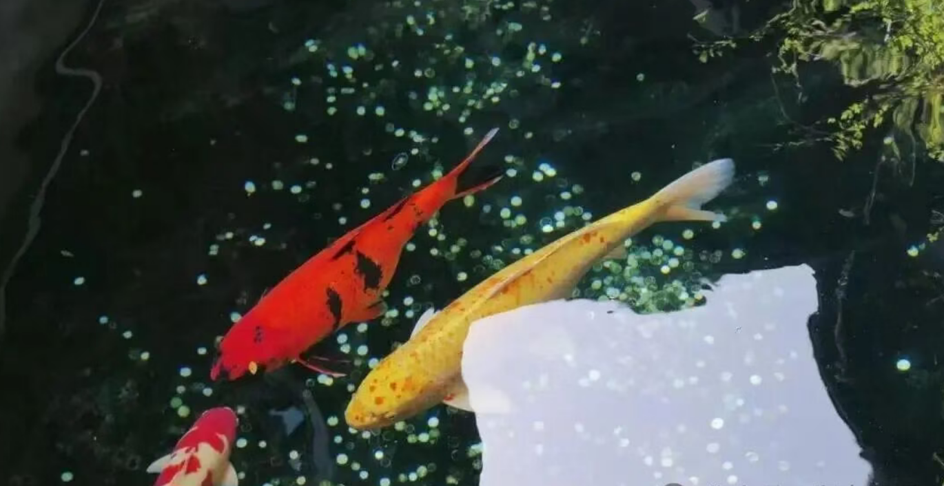 d15333b44bd86b0b1cb68b3890f88272