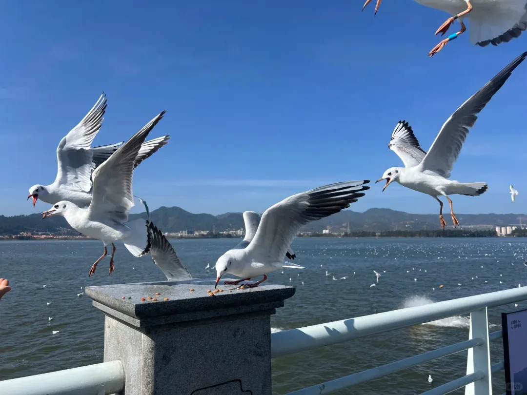 d4185a6509e50a795db1820fba335dbc-sz_1581616-1