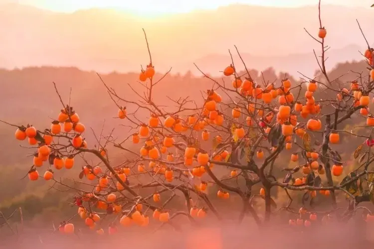 d4623439e39c29701efd3c4592aa714c-sz_412542 d4623439e39c29701efd3c4592aa714c-sz_412542