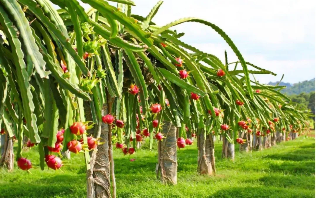 d62365e2de54c81360c3f57ca960fac2-sz_2008606