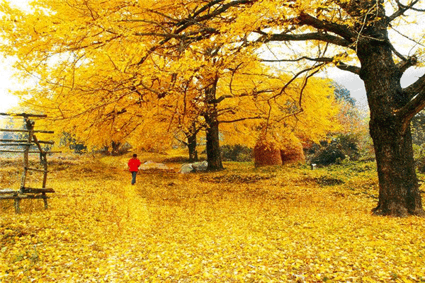 d6d33309f31cf3628024123b936bc4c6-sz_505549