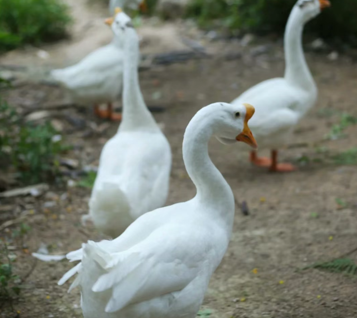 db63289493f2cc23baa267c01096e5a1 db63289493f2cc23baa267c01096e5a1