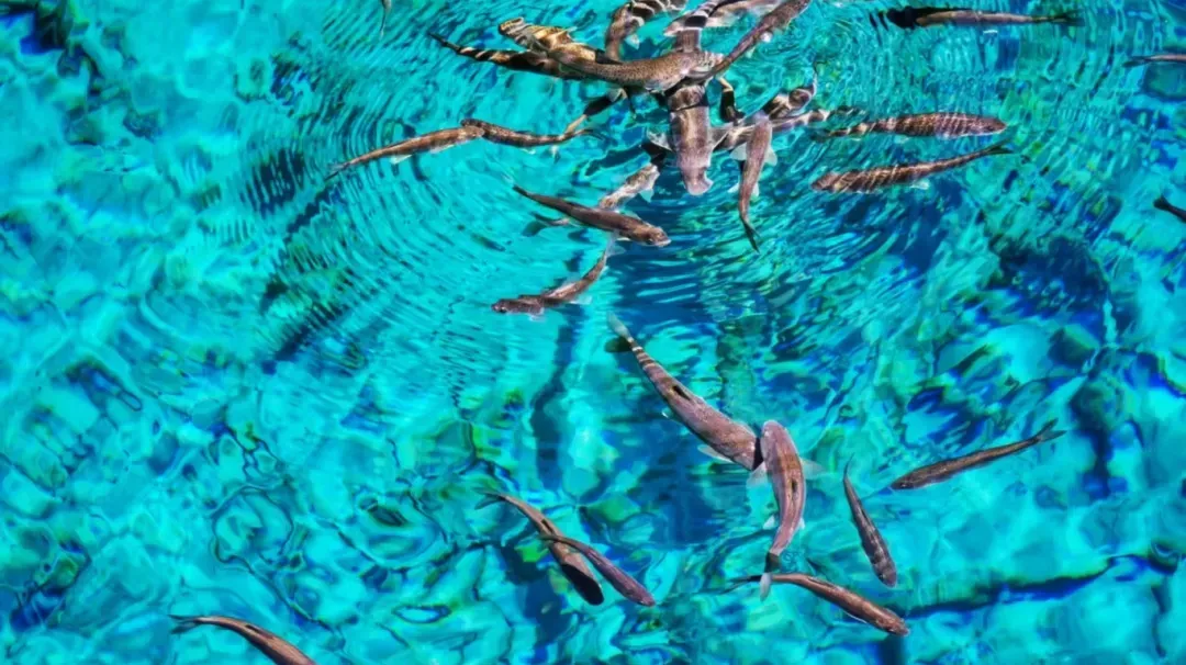 db91c3a04bc0125bf6939a836b75950f-sz_2409254