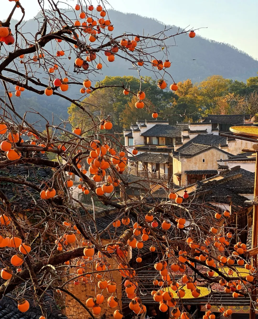 e1e341c5c72f29b6c7db65047eb6af9c-sz_2450652 e1e341c5c72f29b6c7db65047eb6af9c-sz_2450652