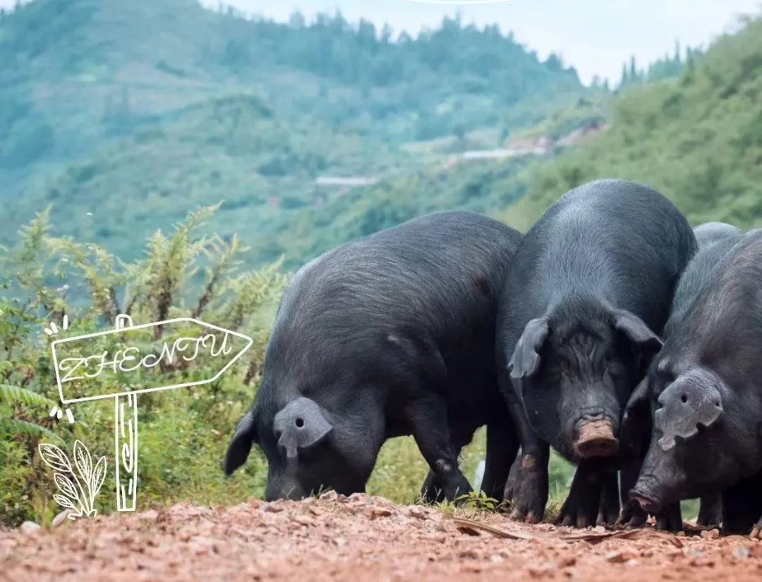 e4df98a045f0b01dc4f5d0b0ceace870-sz_962254-1