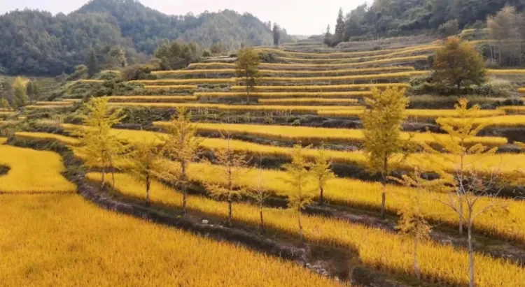 e760c71c29048f9198448d0b84fe7fc1-sz_328001 e760c71c29048f9198448d0b84fe7fc1-sz_328001