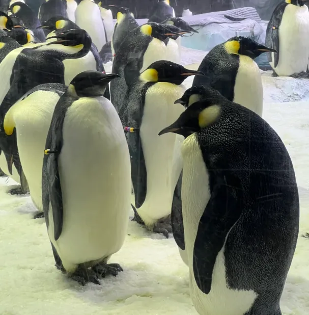 f2528623102352c7fbd0c4bcd60194c4-sz_889613