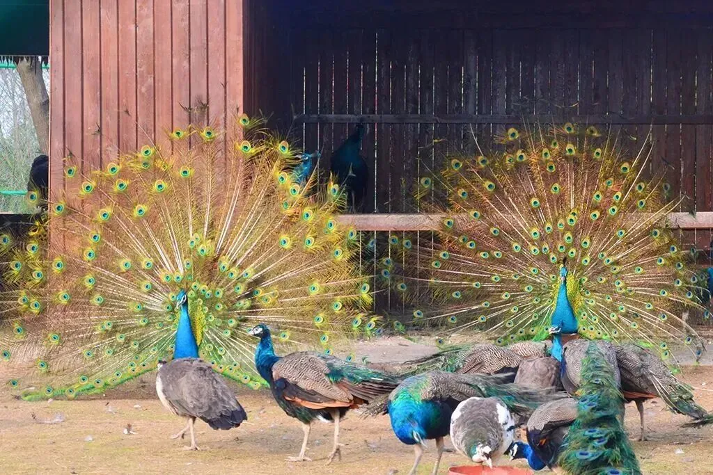 f4bb4fbe0fed3648fb03a229ec22fdba-sz_197747