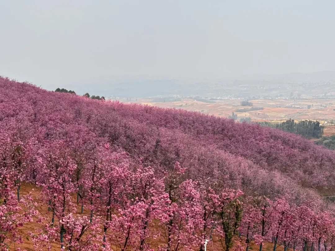 f54c1b24f3e818364cfc52c323f14172-sz_2299462