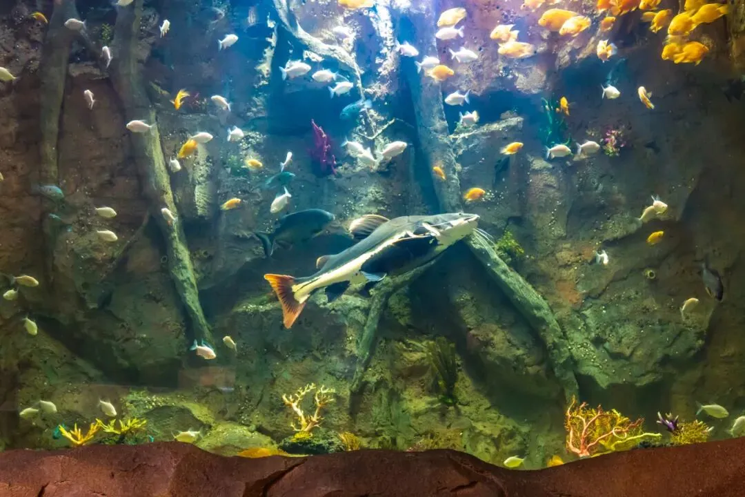 f868ae43872fd03c5bda1ea00f37fda2-sz_135375