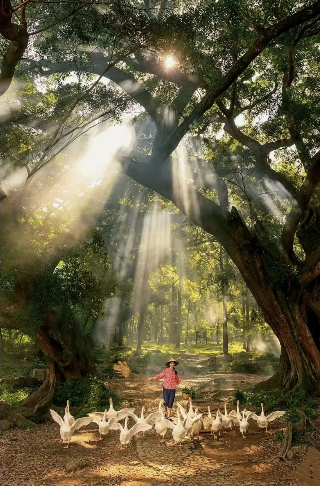 f8e796353b726379ba6e174a4c751a06-sz_2766460-1