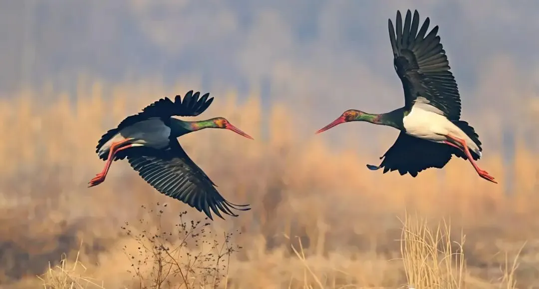 f9310df2546e03dcec969628945e95f2-sz_60004