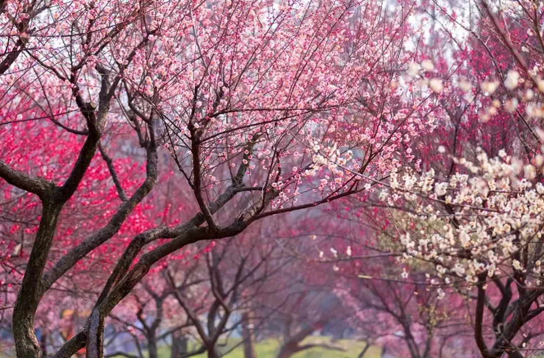 ff9e3910fa06052337511fba37275952-sz_1658629 ff9e3910fa06052337511fba37275952-sz_1658629