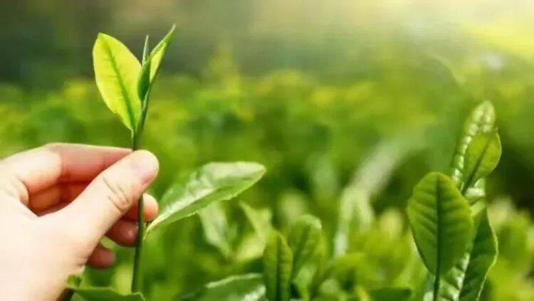 hvlJbecp55ahip7ZDCQUYrdFn8j0wgIg