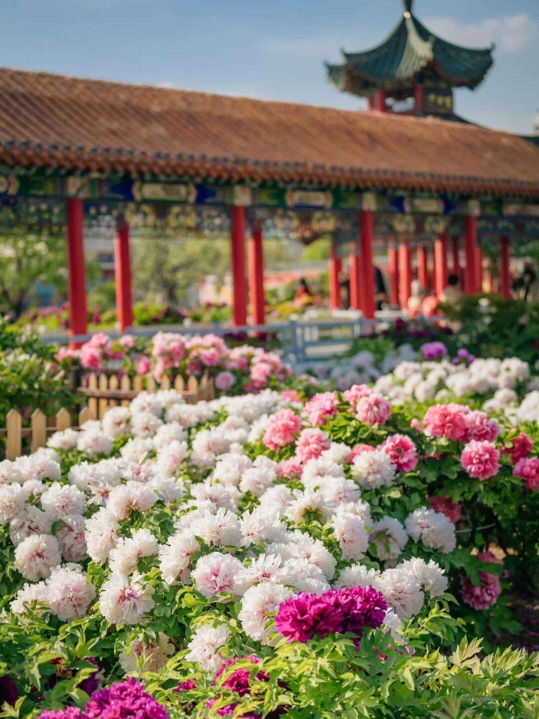 00000000BaPxspimYxzVXQon