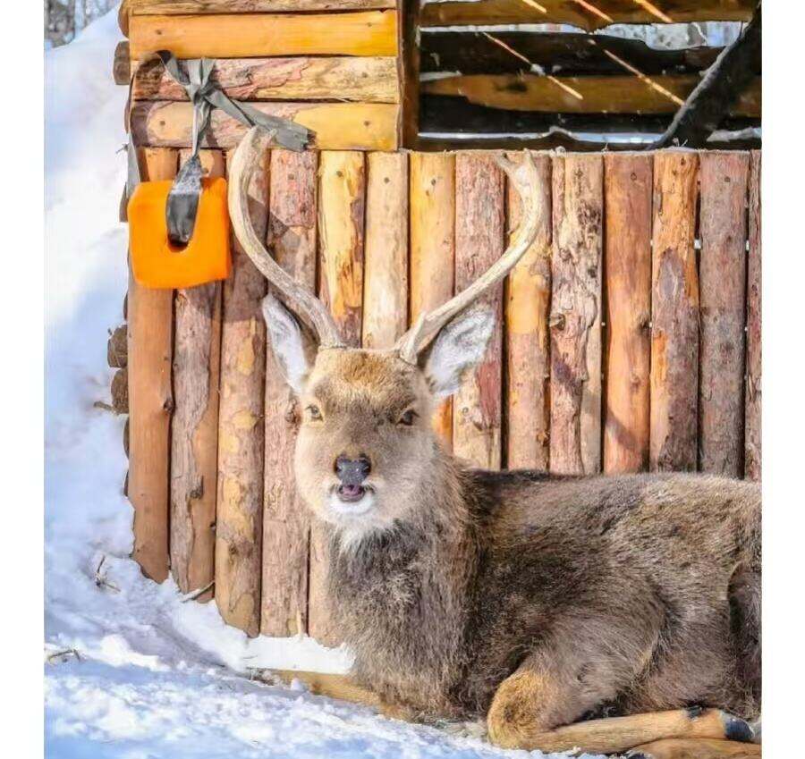 00000000RjVVKPWQDygNqyRH