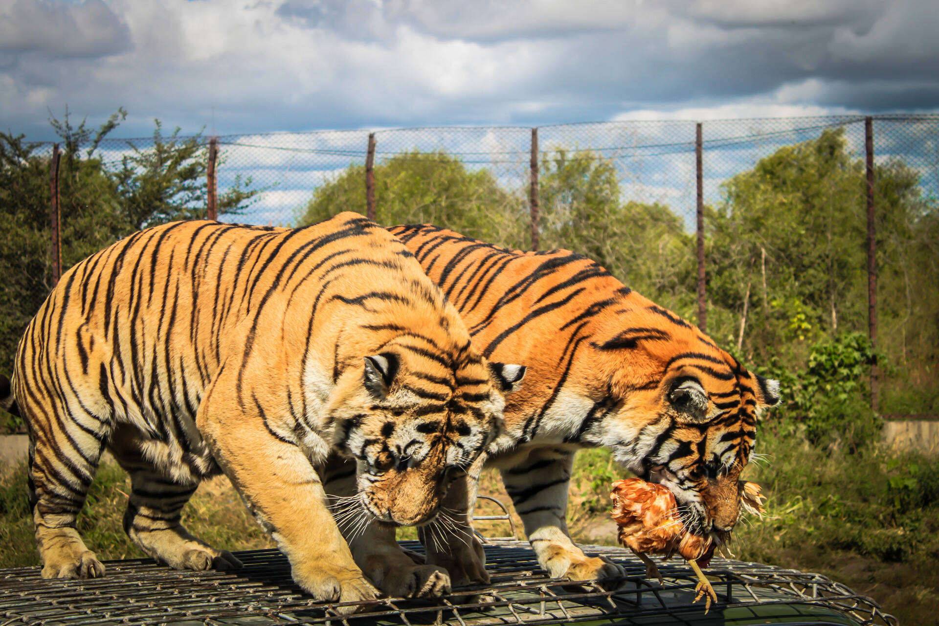 00000000RzqVepFTYihoOLPj