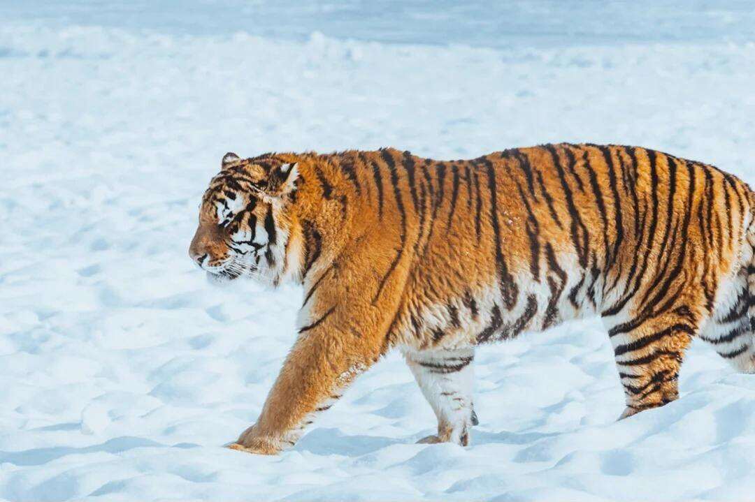 00000000VqvCooquzyuPvafO