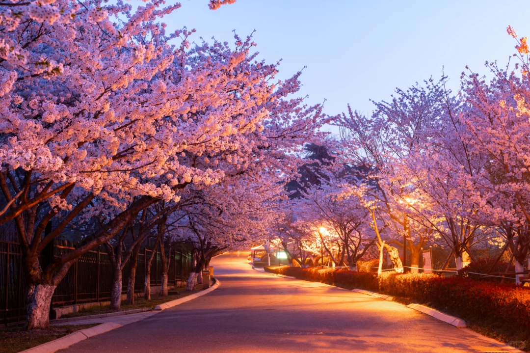 00000000dlRFIAeuRcmtxvSJ