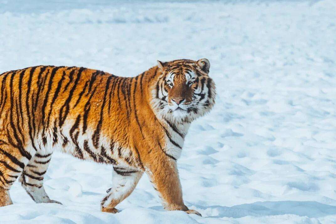 00000000fAUTqgeidTROusKZ