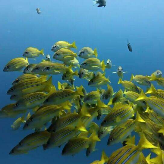 00000000fZaCZmvGspwcnhWv